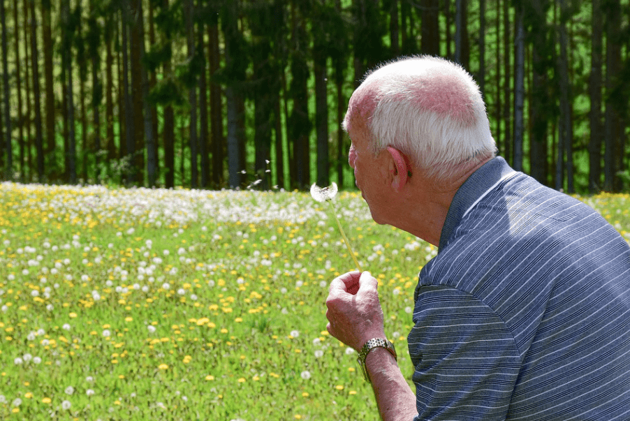 an old man blowing a dandelion seed in the meadow