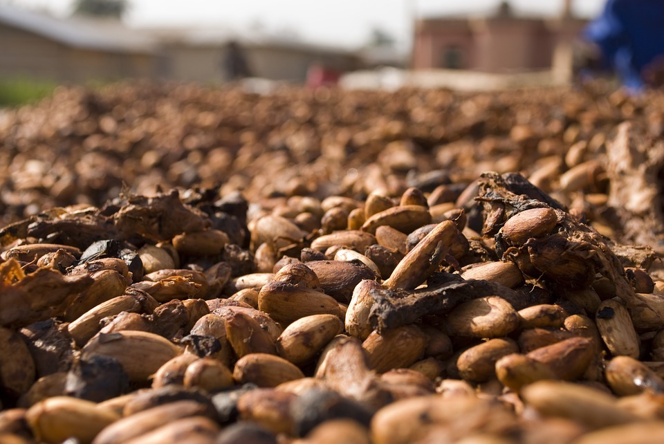 cacao beans, numerous brown beans, small and large cocoa beans